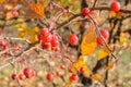 Autumn little wild apples close-up. Selective focus