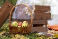 Autumn location with apples in the wicker basket in the yellow leaves