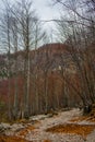 Autumn in Logar Valley (Logarska Dolina) Royalty Free Stock Photo