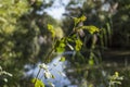 Autumn in London, sunny day - green branches and trees. Royalty Free Stock Photo