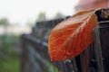 An autumn lone leaf is trapped in a wooden fence. Multicolored leaves falling from trees. Close-up worksheet, selective focus Royalty Free Stock Photo