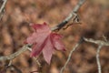 Autumn lonely burgundy maple leaf on a branch, late autumn Royalty Free Stock Photo