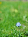 Autumn, a lonely flower of blue on a green grass background. Close-up. Partial focus. Space for text