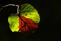 Autumn lonely leaf on a black background