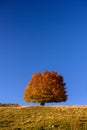 Autumn lonely tree on a blue background