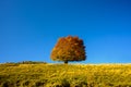 Autumn lonely tree on a blue background