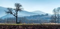 Autumn lonely tree in the field