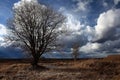 Autumn lonely tree in field