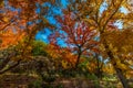 Autumn at Lost Maples State Park, Texas