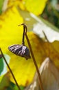 Autumn lotus pond Royalty Free Stock Photo