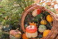 Autumn mabon pumpkin festivale sunny day background