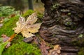 Autumn Macro Details