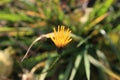 Autumn macro yellow flower poster