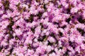 Autumn magenta asters flowerbed