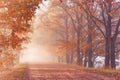 Autumn Magic forest. Colorful alley landscape in morning fog. Wood, rural road, orange leaves. Travel, walking, cycling, Fall Royalty Free Stock Photo