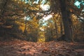 Autumn magic forest. From the ground, path full of chestnuts, It makes its way through the trees. Hervas, Spain Royalty Free Stock Photo