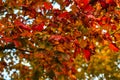 Autumn colorful photos of leaves full of warm atmosphere and charm inspire you to create paintings Royalty Free Stock Photo