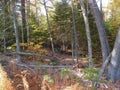 Autumn Maine Forest With Changing Foliage Royalty Free Stock Photo