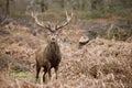 Autumn Majesty: Red Deer Stag Amidst Richmond Park Bracken Royalty Free Stock Photo