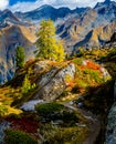 Autumn above the treeline Swiss Alps Royalty Free Stock Photo