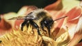 An autumn male Common Eastern Bumble Bee (Bombus impatiens) feeding on a Dahlia flower. Long Island, New York, USA Royalty Free Stock Photo