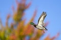 Autumn Mallard In Flight Royalty Free Stock Photo