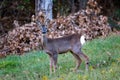 Autumn mammal roe deer in the mountains among fog forests and celtic huts Royalty Free Stock Photo