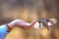 Autumn. A man feeds a forest bird from the palm of his hand. Royalty Free Stock Photo