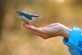 Autumn. A man feeds a forest bird from the palm of his hand Royalty Free Stock Photo
