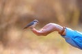 Autumn. A man feeds a forest bird from the palm of his hand Royalty Free Stock Photo