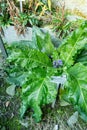 Autumn mandrake or Mandragora Autumnalis plant in Saint Gallen in Switzerland