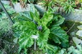 Autumn mandrake or Mandragora Autumnalis plant in Saint Gallen in Switzerland