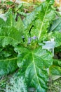 Autumn mandrake or Mandragora Autumnalis plant in Saint Gallen in Switzerland