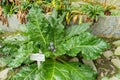 Autumn mandrake or Mandragora Autumnalis plant in Saint Gallen in Switzerland