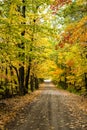 Autumn maple alley with fallen leaves in deciduous forest Royalty Free Stock Photo