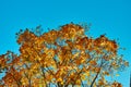 Yellow leaves on a background of blue sky. Fall vibes