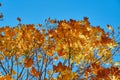 Yellow leaves on a background of blue sky. Fall vibes