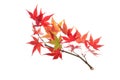 Autumn maple branch