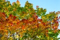 Autumn maple branches with bright yellow, orange, red, green autumn leaves on a blue sky background Royalty Free Stock Photo