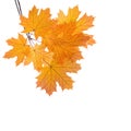 Autumn Maple branches with colorful orange leaves isolated on white background