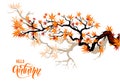 Autumn maple branches