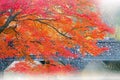 Autumn Maple and Bridge