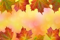 Autumn maple colorful green red yellow leaves on abstract yellow pink blurred background Royalty Free Stock Photo