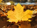 Autumn maple fallen leaf sunlighted Royalty Free Stock Photo