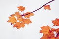 Autumn maple foliage