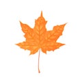 Autumn maple foliage. Creative vector illustration. Orange leaf with water drops. Design element Royalty Free Stock Photo