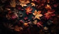 Autumn Maple Foliage