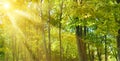 Autumn maple forest in bright sunlight. Wide photo Royalty Free Stock Photo