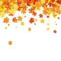 Autumn Maple Frame Royalty Free Stock Photo