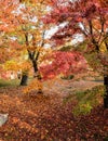 Autumn color leaves at Tofukuji temple in Kyoto, Japan Royalty Free Stock Photo